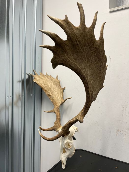 Трофей Елен лопатар