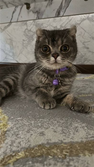 Скотиш фолд продам