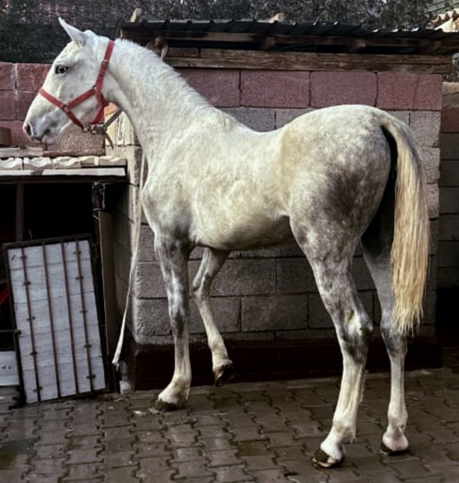 Продажа обмен жеребушка орловской породы год два месяца