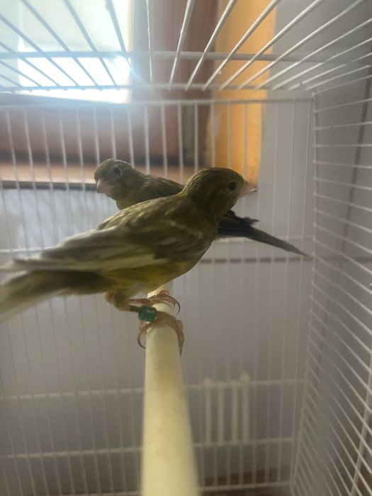 Canari razza spaniola