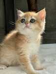 British shorthair golden shell, fetita !! FELISA AUTORIZATA !!!