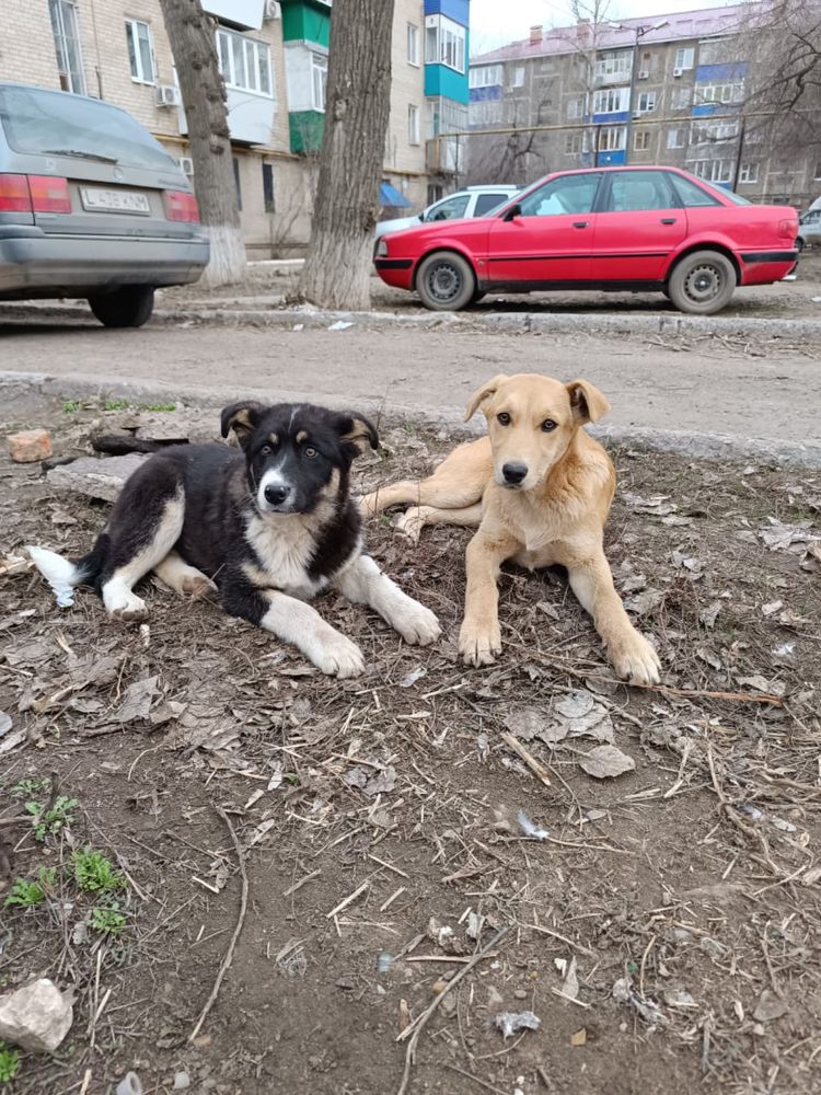 Два щенка ищут дом