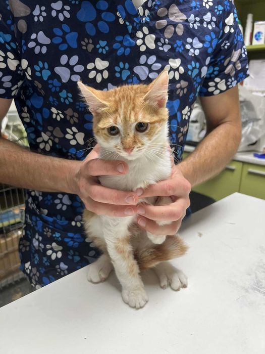 Две братчета на 3 месеца търсят дом