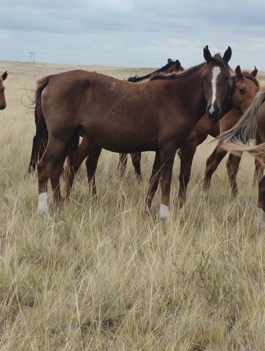 Продам лошадь байтал. Обмен на авто