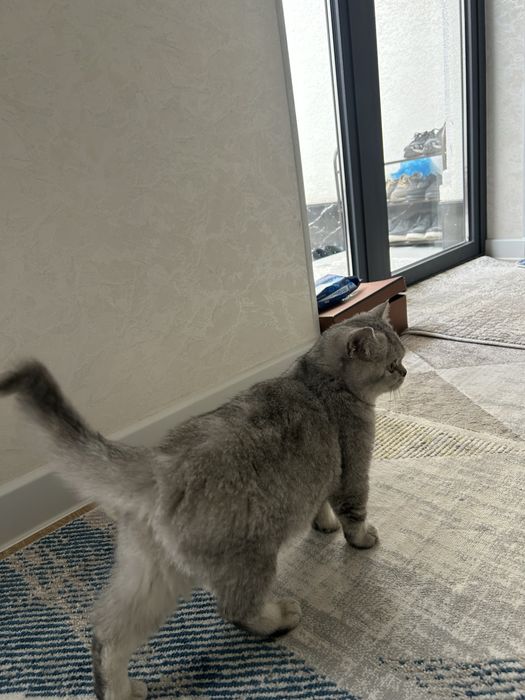 Продаю котенка британскую короткошерстную  девочка