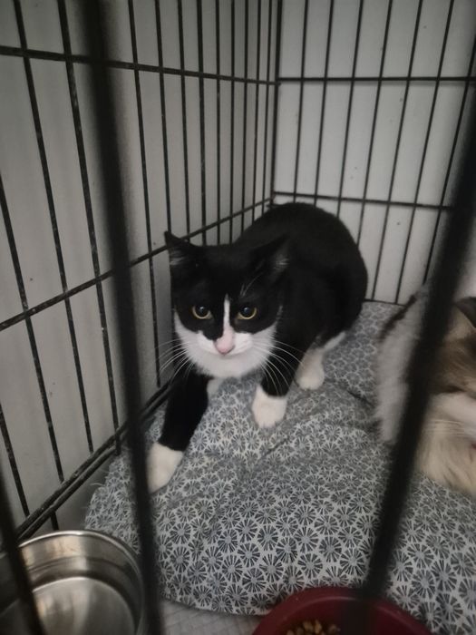 Anna carnet de sanatate