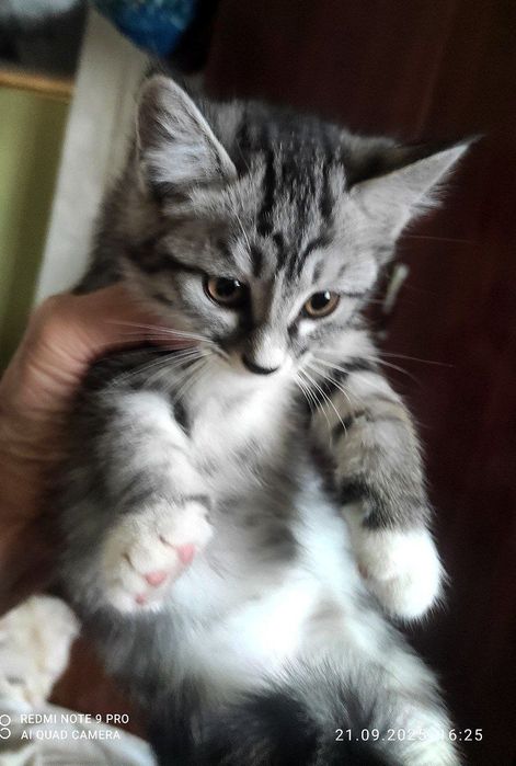 Котята Ангорка 3месяца
