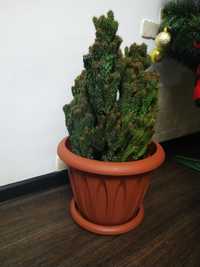 Продам кактус, 50 см