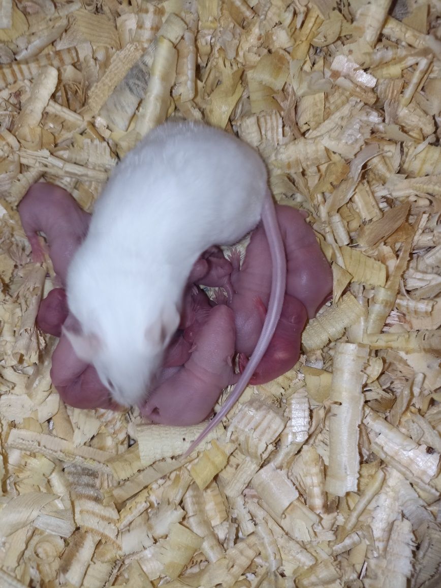 Продам мышей белых