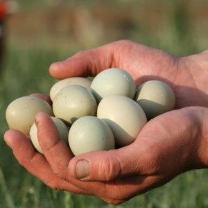 Яйца фазана на инкубацию