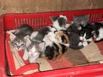 Ofer spre adoptie 6 pisicuti-4 masculi si 2 femele