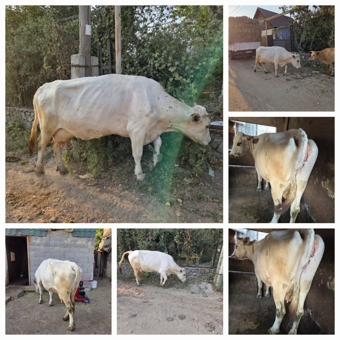 Корова высокого удоя