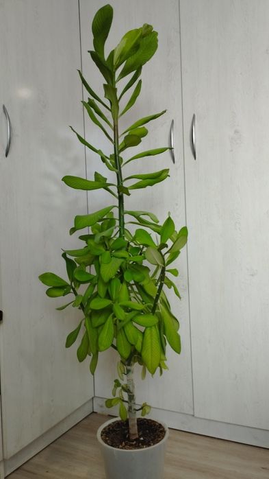 Продам цветок молочай Гранта