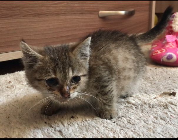 Котенок ищет семью и дом