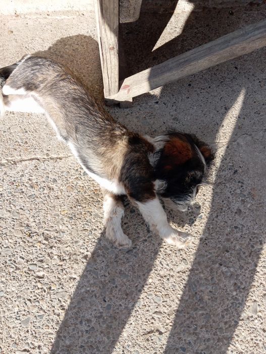 Bichon havanez 2 cățelușe