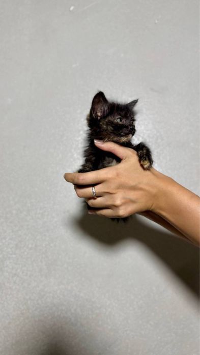 Котята в Добрый руки