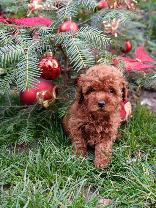 Той пудел toy pudel