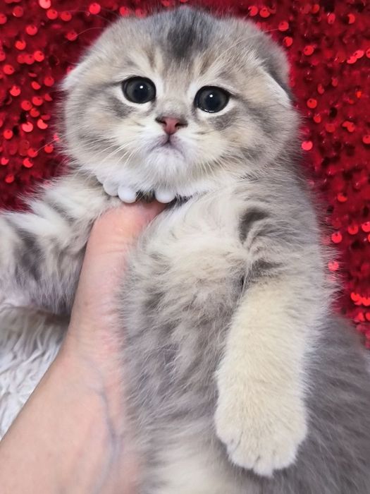 Продаются шикарные котята породы Скоттиш фолд