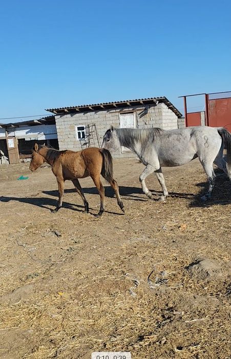 Жылқы бар сатылады срочна