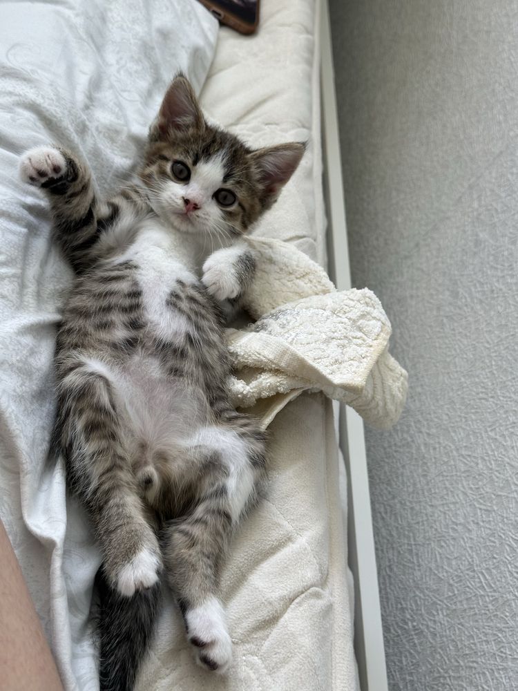 Кошка кот котонок