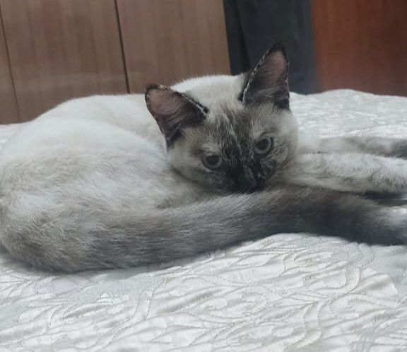 Ищем дом и добрых хозяев