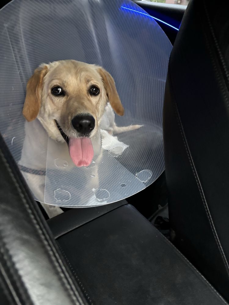 Labrador 1 an si 8 luni