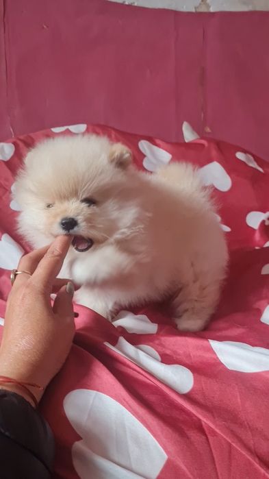 Померан мини мъжко