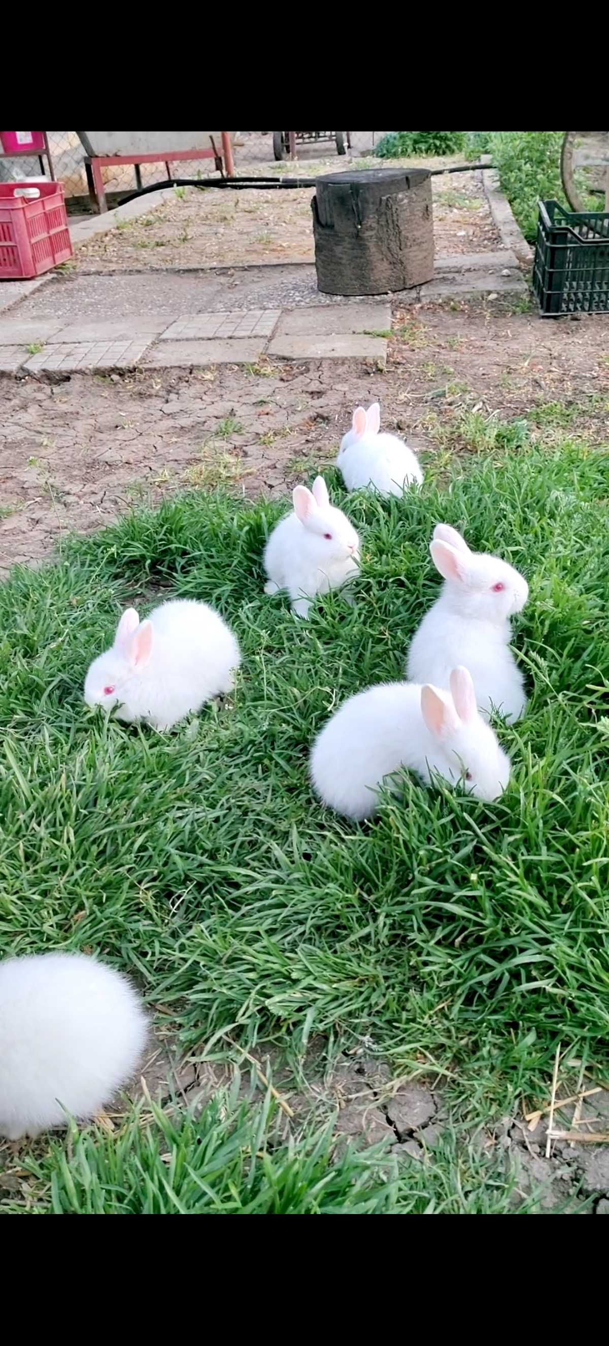 Зайци зайчета заек