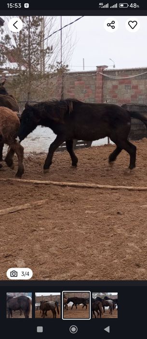 Продам тай ургашы с откорма.