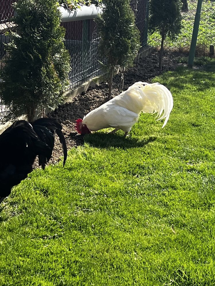 Vand pereche australorp