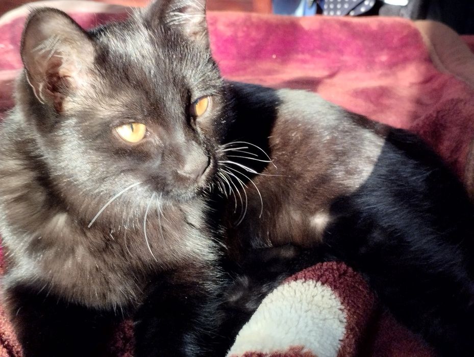 котёнок в поисках любви