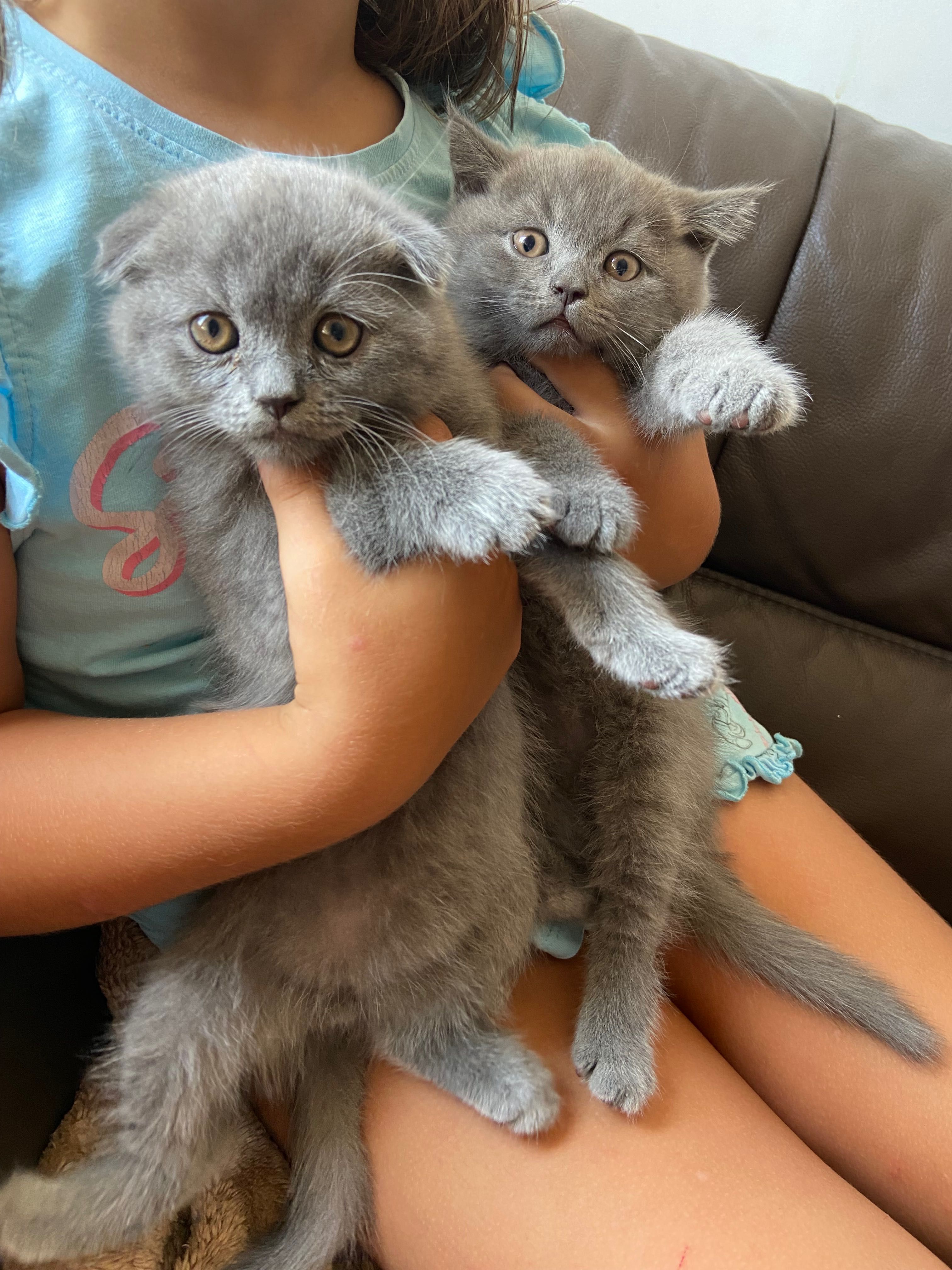 Британски и шотландски котета