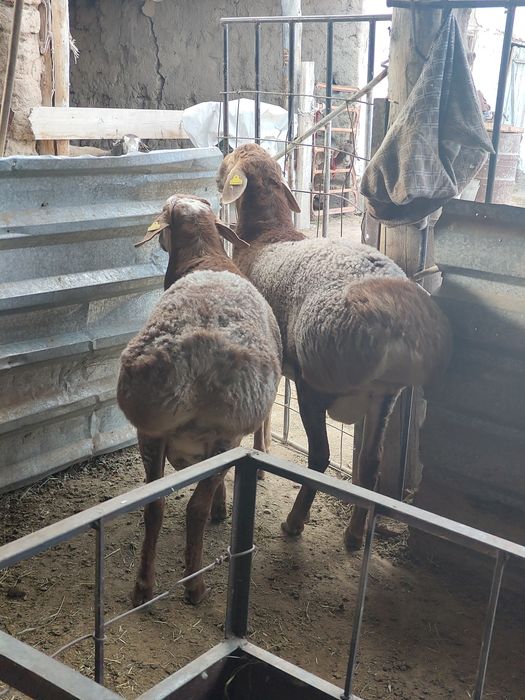 Қозы қошқар 10 айлық