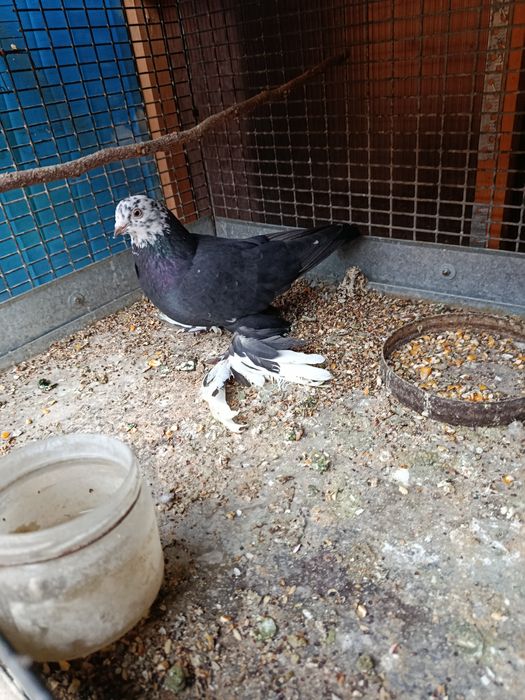 Каптар сотиладиии