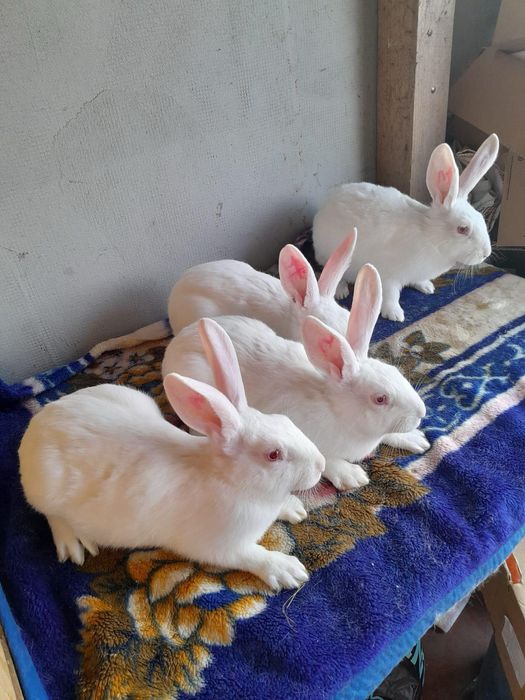 Iepuri Hycole Francez – carne de calitate superioara!