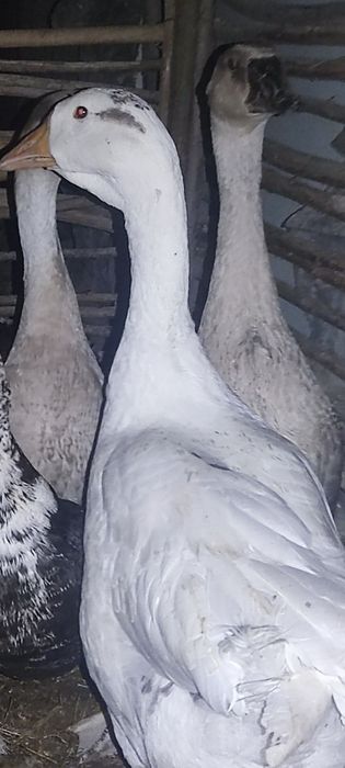 2 dona gʻoz sotiladi sirochni