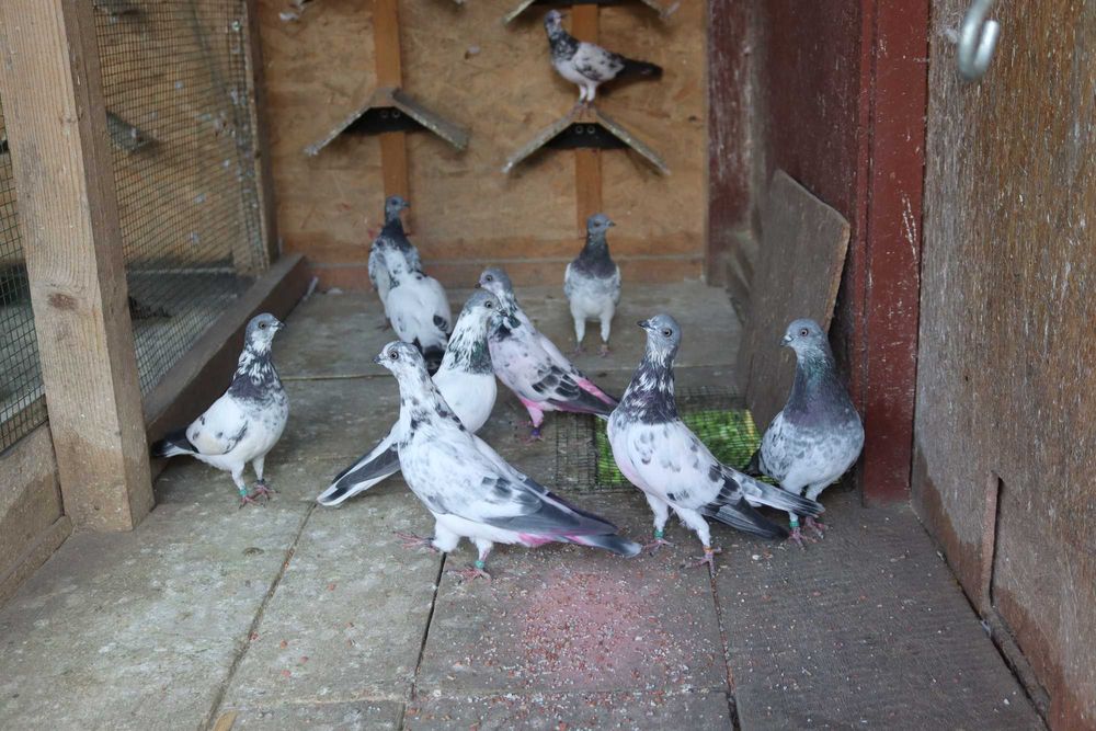 Porumbei Berzați de Budapesta