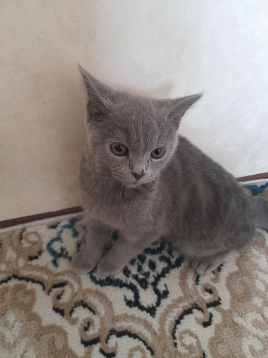 Шотландский прямоухий