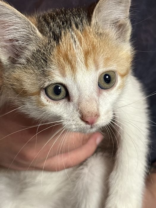 Котята в поисках дома