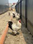Vand gaini ouatoare, 50 buc