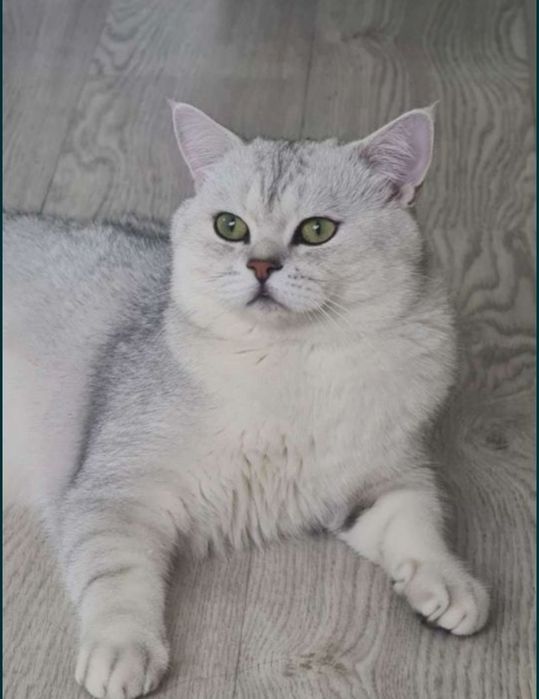 Жених на вязку, драгоценного окрасасса серебристая шиншила, ждет невес