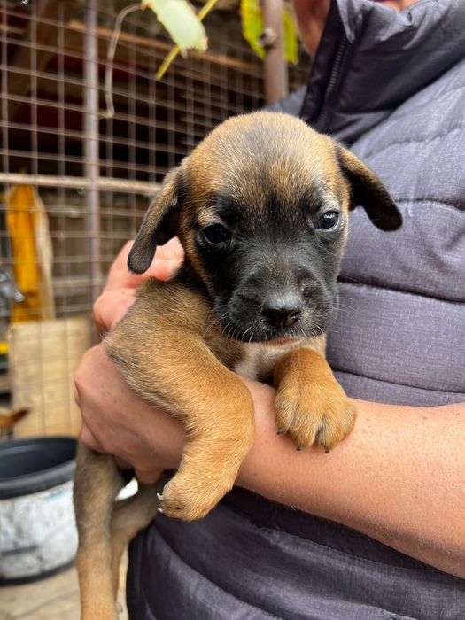 Caine talie medie spre adoptie