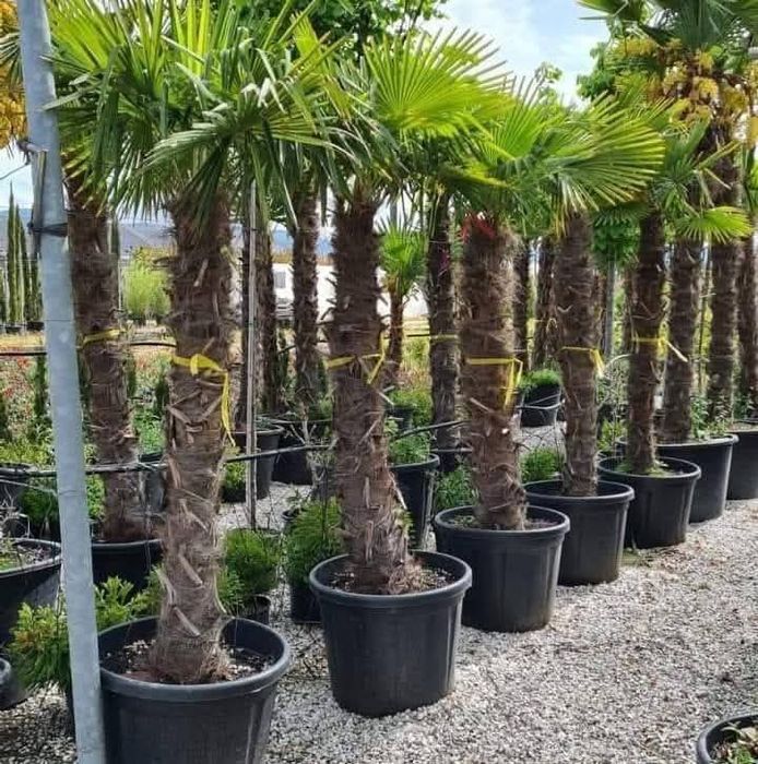 Plante ornamentale Mesteceni