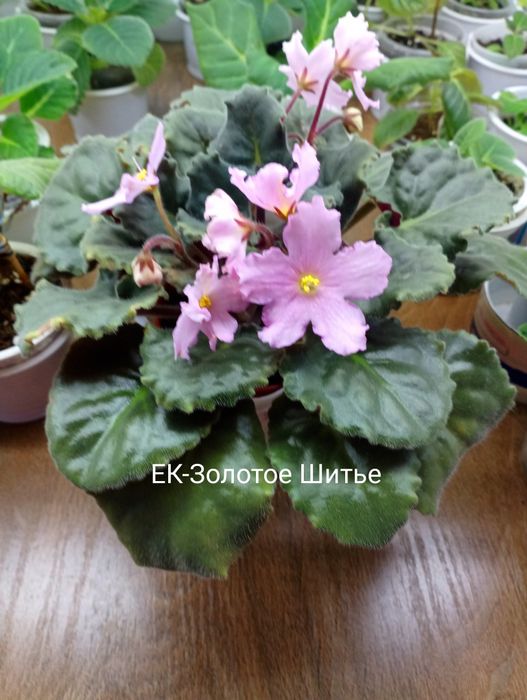 Продам сортовые фиалочки