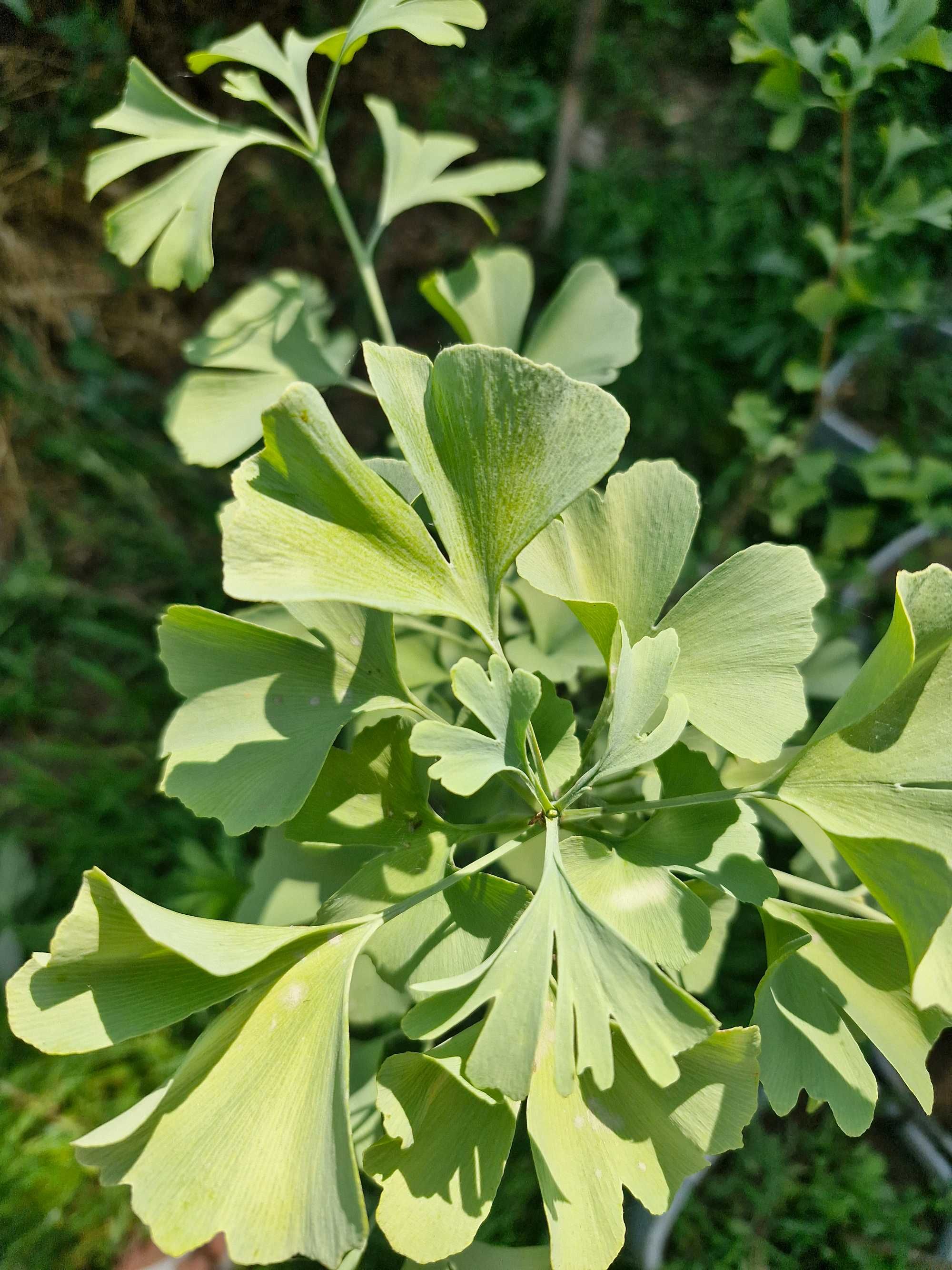 Гинкго двулопастный (лат. Ginkgo biloba)