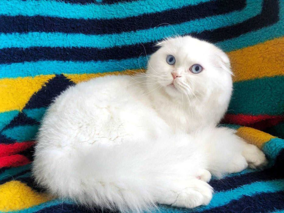 Motănel Scottish Fold, culoare ciocolată neagră, poze reale, Pedigree