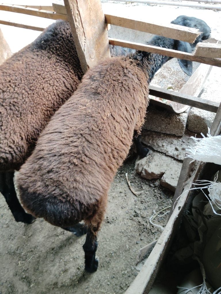 Qo'y sovliq sotiladi