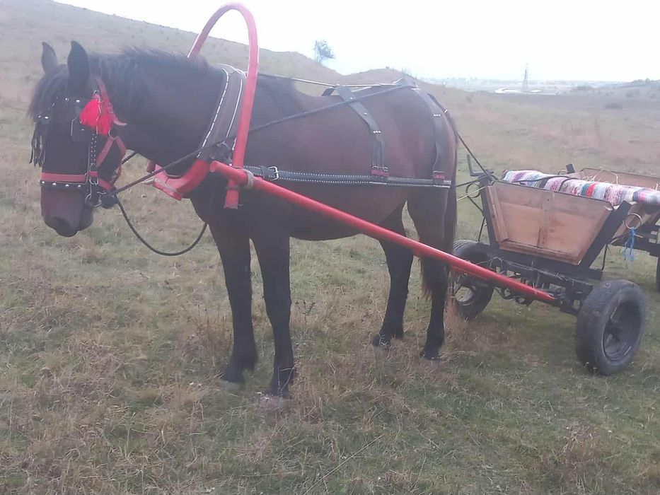 Vand manza pusă de un an și 5 luni pusă prima dată la caruta