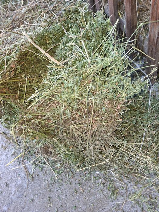 Продам люцерну в  тюках 350 тюков