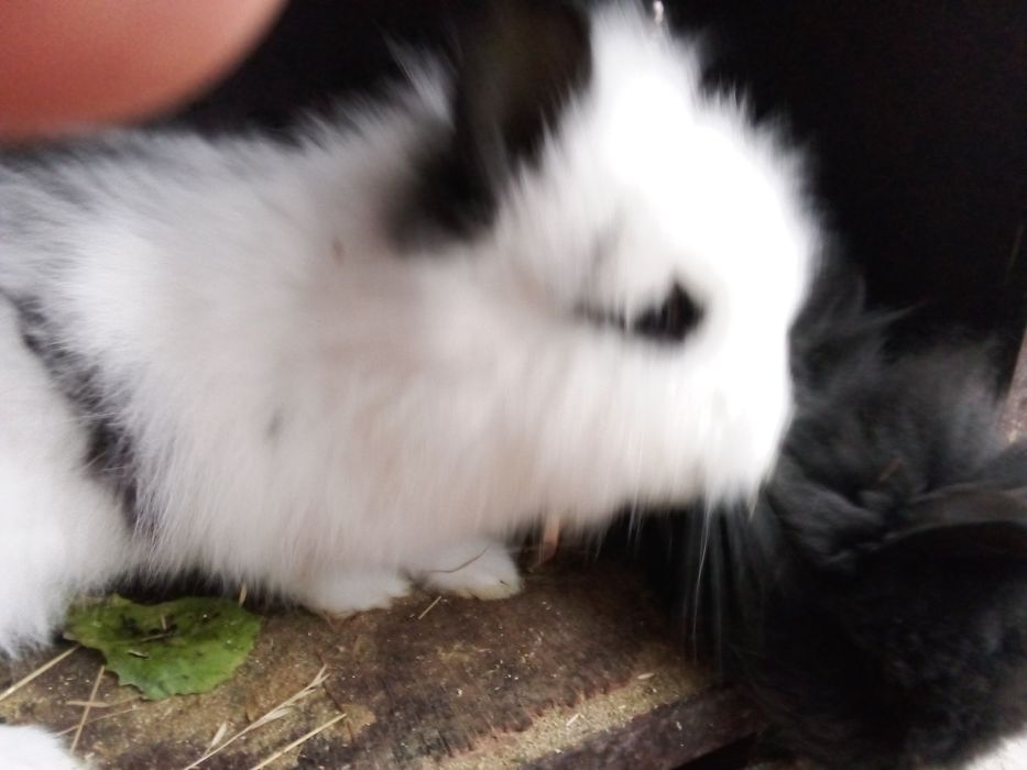 Iepurași cap de leu (nu corcituri )